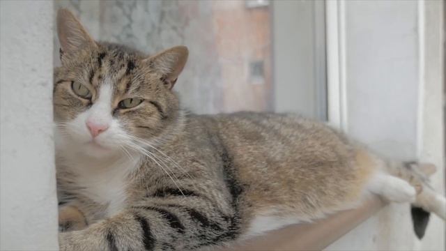 Почему кошка лежит у порога