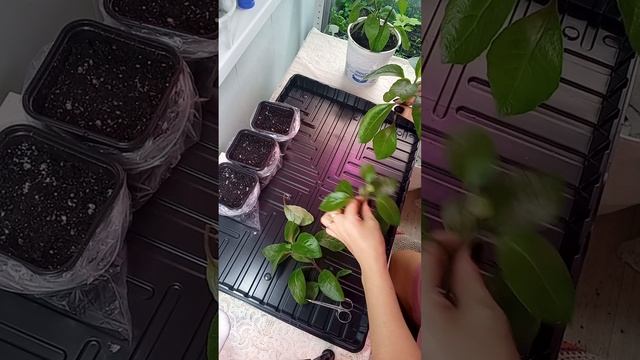 Джинура листья бога укоренение