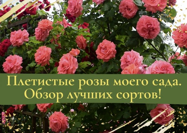Плетистые розы моего сада. Обзор лучших сортов!