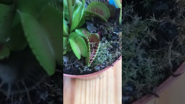 Мухоловка. Чем можно кормить дионею.