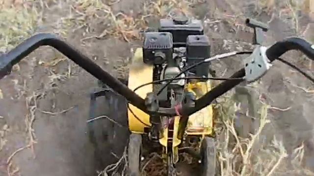 копаем картошку культиватором