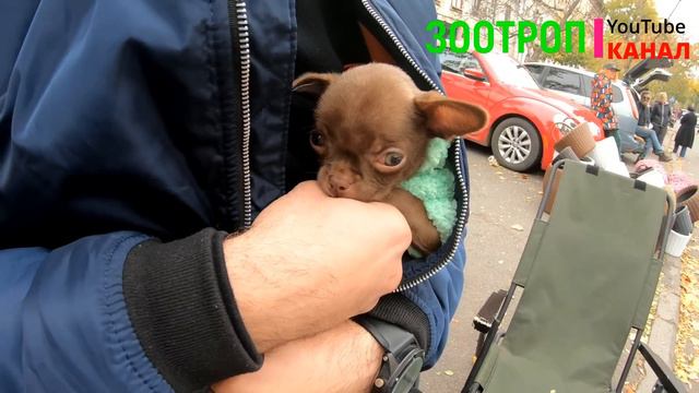 Собачий рынок Одесса. Разные породы собак. Продажа собак и кошек. Топ 5 собак. Птичий.  #зоотроп