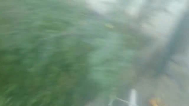 Тайная жизни  домашних животных  1 часть будет 2 часть