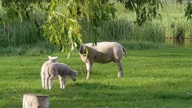 Жизнь прекрасна ! ПРИРОДА ГОЛЛАНДСКОЙ ДЕРЕВНИ. Природотерапия ?
