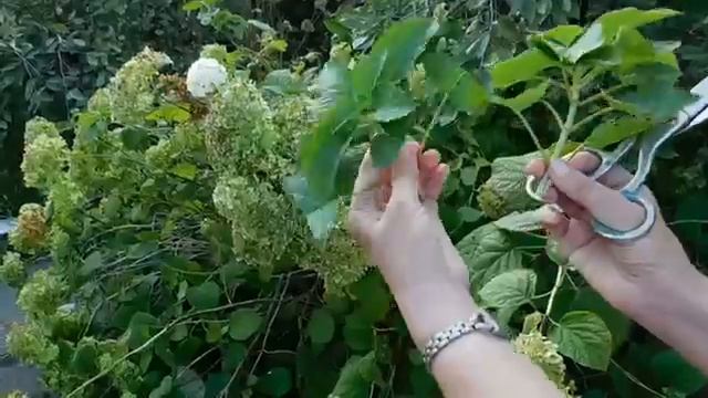 Гортензия Древовидная! Размножение черенком!