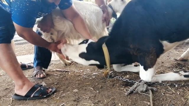 Тёлка сосёт сиську у козы