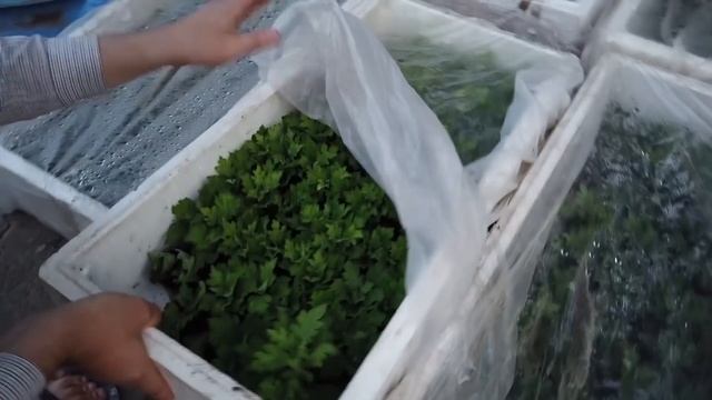 Как ВЫРАСТИТЬ и ЗАРАБОТАТЬ на ХРИЗАНТЕМЕ?