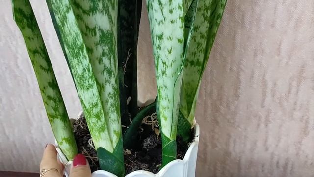 Сансевиерия. Особенности ухода