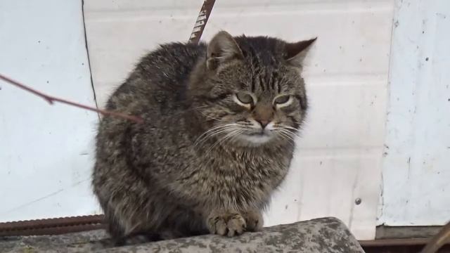 полосатый кот дворовый кот кот полосатый серый кот кот крысолов