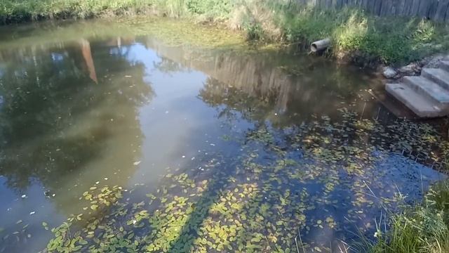 ЛОВЛЯ НА СЕТЬ В СОБСТВЕННОМ ПРУДУ