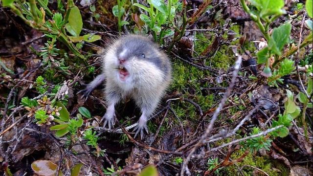 Окружающий мир. Рабочая тетрадь 4 класс 1 часть. ГДЗ стр. 40 №8