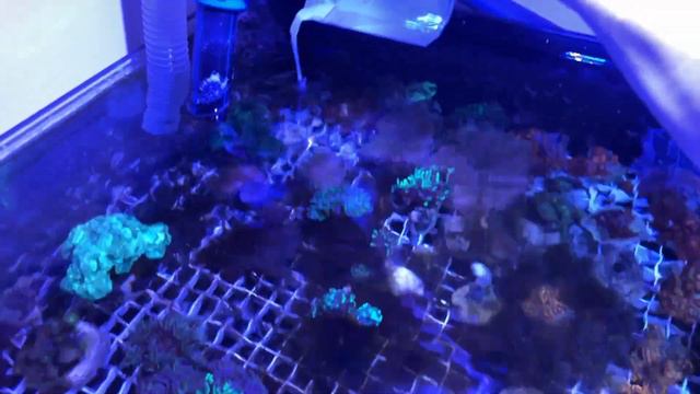 Легкий способ избавиться от нитчатых водорослей 🌱🌱🌱в морском аквариуме 🐠