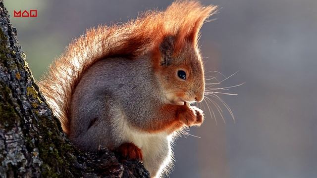 Как зимуют белки?