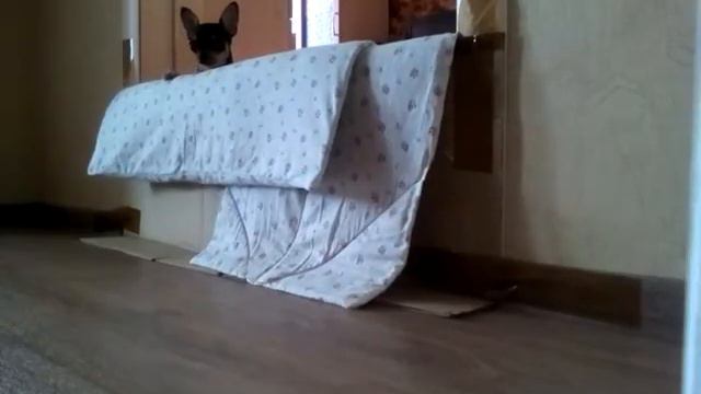 Лай чихуахуа