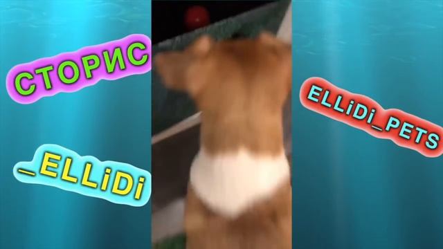 В ДОМЕ ИЗ ПЛЕНКИ НА ДЕРЕВЕ ВОДА СТОРИС ЭЛЛИ ДИ | Elli Di Online