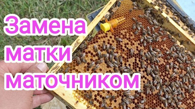 Замена маток в злых семьях, без поиска матки. Экспериментальное пчеловодство!