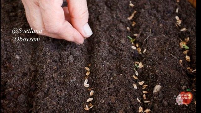 ТЕПЕРЬ Я СЕЮ И САЖАЮ ПОД ЗИМУ ТОЛЬКО ТАК.ХИТРОСТИ, ОСОБЕННОСТИ И СРОКИ ПОСАДКИ ОВОЩЕЙ И ЗЕЛЕНИ.