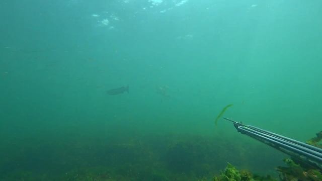 Подводная охота на кефаль в Черном море с "заманухой" Одесса.