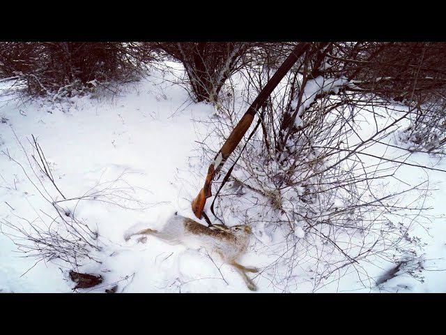 Охота на зайца. Тропление зайца. Крайний заяц сезона 2015 -2016. ТОЗ - 34