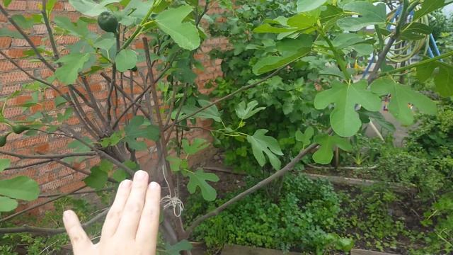 Как вырастить ИНЖИР. Формирование кроны. Уход за инжиром.