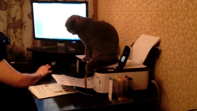 Шотландская вислоухая кошка Буся