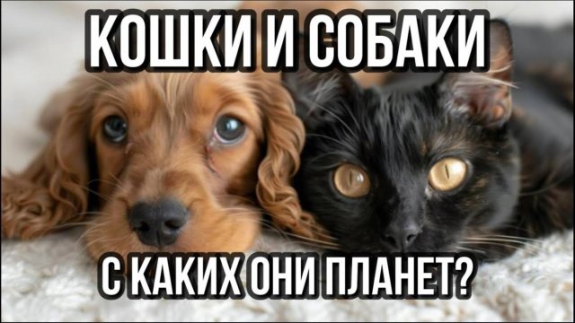 КОШКИ И СОБАКИ: С КАКИХ ОНИ ПЛАНЕТ
