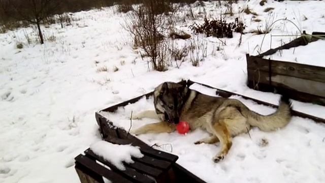 зимние игры