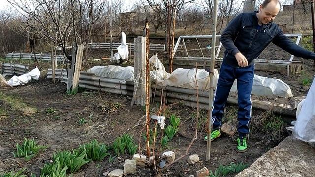 Открытие дачного сезона! Как раскрываем виноград. Дача. Теплица Посев помидор.mp4