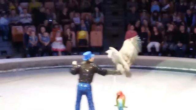 Ижевский цирк. Орел