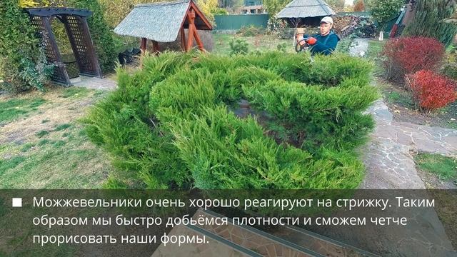 Большой можжевельник Минт Джулеп / Mint Julep. Топиарная форма.