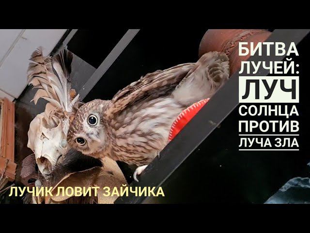 Совёнок Лучик ловит Солнечных зайчиков! Лучик против лучика