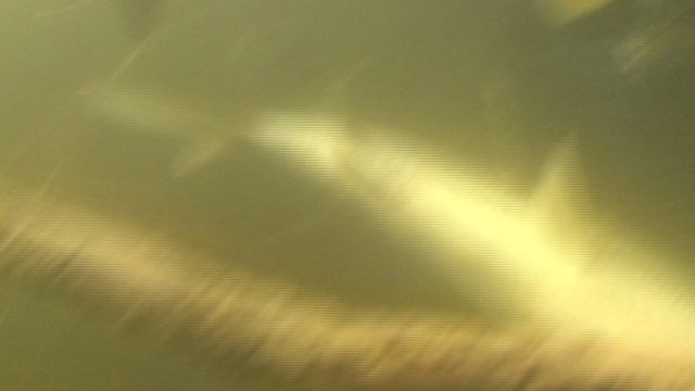 Подводные просторы России №15.Волгоградские охотники