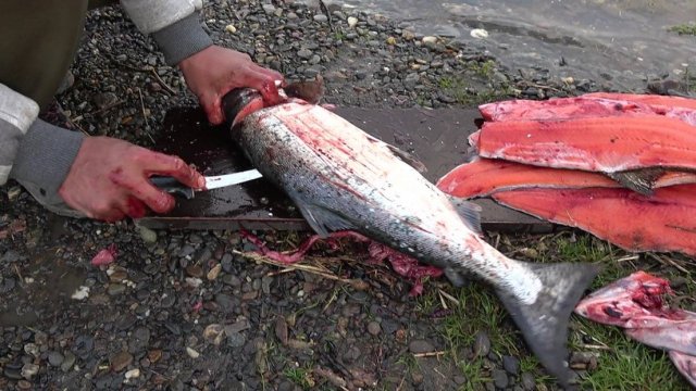 Разделка лосося на филе в походных условиях