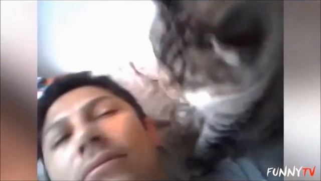 Лучшие будильники, прикольное видео про котов