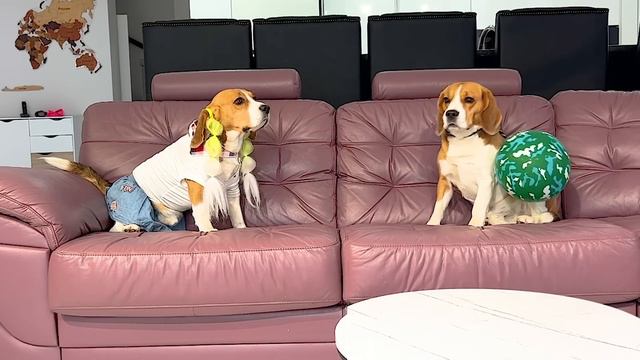 ШЕРЛОК ОБИДЕЛ ПОДРУЖКУ. БРОС ШОУ ПЕТ