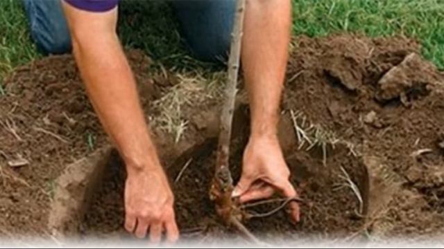 Выращивание сорта груши августовская роса