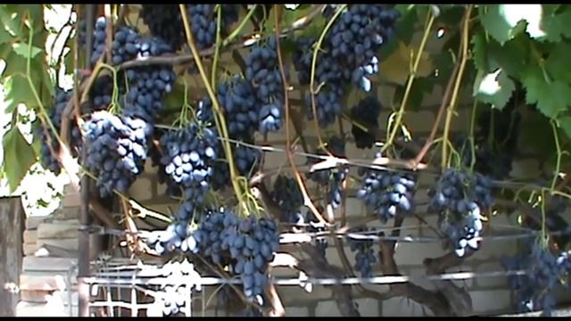Виноград Блэк Гранд - сверхурожайный и морозостойкий (Grapes Black Grand)