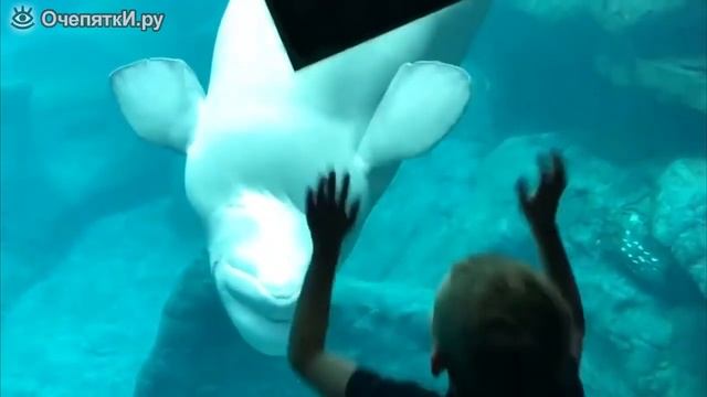 Белуха и дети