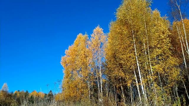 золотая осень