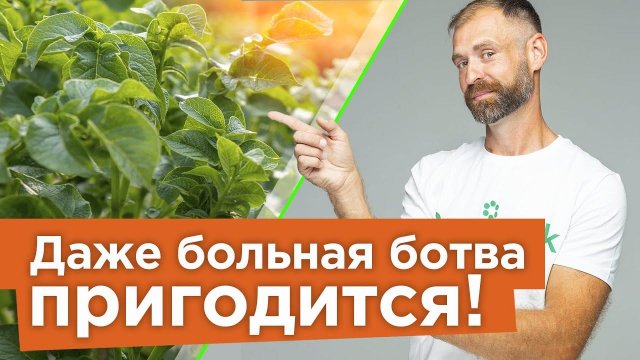 КУДА ДЕВАТЬ БОТВУ ОТ КАРТОФЕЛЯ И ПОМИДОРОВ ОСЕНЬЮ? 2 способа использования с пользой в огороде