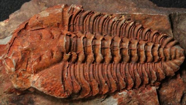 Новые методы исследования в палеонтологии (рассказывает палеонтолог Елена Наймарк)