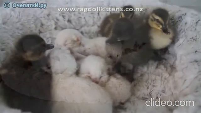ВЕСЕЛЫЕ  ДОМАШНИЕ  ЖИВОТНЫЕ