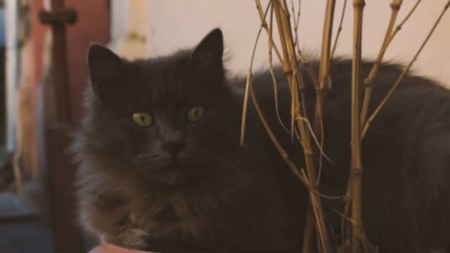 Топ факты о кошках! Кошкмин нос! Кошки могут определять погоду!