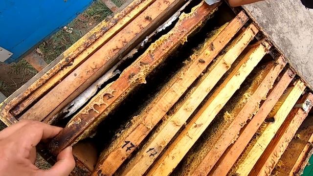 ФОРМИРУЮ ПЧЁЛ В ЗИМУ ОЧЕНЬ ПРОСТО И ПОДРОБНО! СКОЛЬКО РАМОК И МЁДА ОСТАВЛЯТЬ ДЛЯ ЗИМОВКИ? (ЧАСТЬ  2