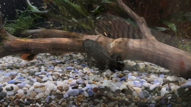 КОГДА ОТСАЖИВАТЬ РОЖАТЬ ГУППИ ??? КОГДА РОДИТ ГУППИ