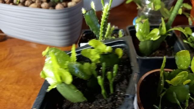 Мощный рост черенков рипсалидопсиса и декабриста!Секреты успеха!!!