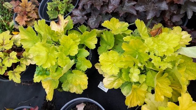 Гейхеры, обзор сортов.