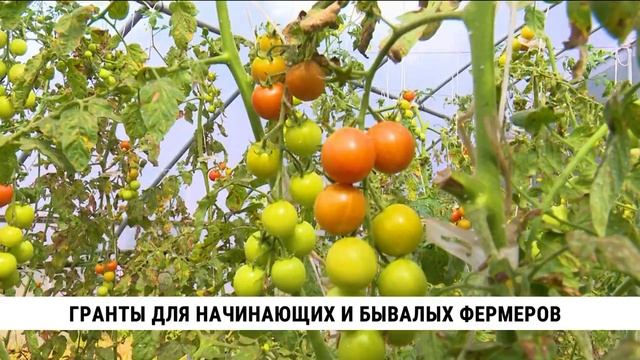 Тепличное овощеводство увеличивает производство в Хабаровском крае