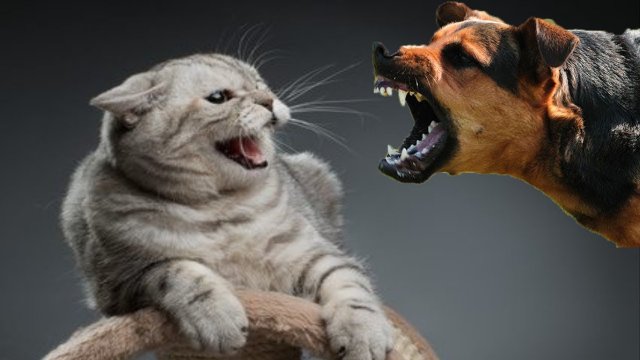 ЛУЧШИЕ ПРИКОЛЫ С КОТАМИ? САМЫЕ УГАРНЫЕ ЖИВОТНЫЕ ???.mp4
