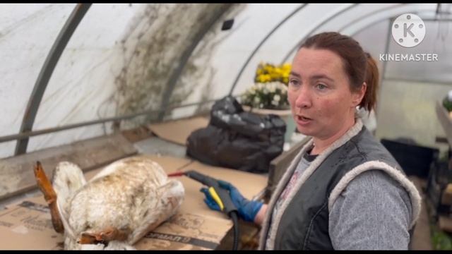 как❓ощипать гуся пароочистителем.
